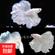 【泰國進(jìn)口精品斗魚】觀賞魚苗金魚熱帶好養(yǎng)耐活體淡水半月婚紗魚 S級(jí)*純白公下單送魚食