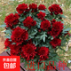 帶花苞荷蘭菊進口月月菊花苗耐寒易活四季開花盆栽室內(nèi)外陽臺綠植 酒紅色帶花苞一盆4顆+送肥料 原盆原土