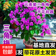 好養(yǎng)易活三角梅花樹苗盆栽花卉老樁特大苗云南紫室內(nèi)陽臺(tái)高端爬藤 【帶花發(fā)貨】云南紫三角梅【原盆原土】