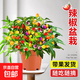 辣椒盆栽帶果朝天椒泡椒可食用五彩椒苗室內陽(yáng)臺綠植花卉盆栽 大盆彩椒盆栽（原盆原土）送肥料