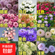 洋桔?；ǚN子四季播種易成活開(kāi)花室內室外盆栽地栽玫瑰花種子 混色洋桔梗種子2000粒+肥料1包