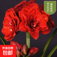 進(jìn)口朱頂紅種球大球盆栽花苗重瓣朱頂紅種子四季帶花苞綠植物花卉 11.櫻桃妮芙 種球周長(cháng)15-18cm