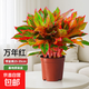 大盆萬年紅盆栽吉利紅如意紅掌室內(nèi)外好養(yǎng)客廳旺宅綠植物四季好養(yǎng) 特A級大盆萬年紅25-35cm【基地原盆】