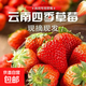 云南新鮮現摘蒙特瑞純酸商用草莓蛋糕店奶茶店商用-恒沫 商用蒙特瑞草莓純酸口感凈重2斤