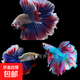 【泰國(guó)進(jìn)口精品斗魚(yú)】觀賞魚(yú)苗金魚(yú)熱帶好養(yǎng)耐活體淡水半月婚紗魚(yú) S級(jí)*蠟彩公下單送魚(yú)食