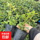 月季花苗四季開花大花濃香型灌木月季苗庭院陽臺(tái)盆栽地栽玫瑰花苗 扦插小苗15-25cm高發(fā)貨實(shí)拍圖 扦插小苗15-25cm高 1棵