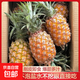 正宗海南金鉆鳳梨菠蘿新鮮菠蘿水果帶皮整箱香水鳳梨壞果包賠 【小果】帶箱9-10斤單果400g+