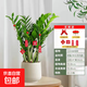【金錢(qián)樹(shù)】盆栽客廳室內植物錢(qián)串子大型發(fā)財綠植喬遷開(kāi)業(yè)送盆花卉 10-15】   70-80cm聚寶盆 送肥料