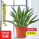 仙人掌植物沙漠霸王樹(shù)綠植造景彩春峰白毛柱量天尺象腿柱沙生綠植 【沙生植物】金邊龍舌蘭30-40cm+基地原盆
