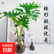 春羽綠植盆栽 室內(nèi)客廳花卉水養(yǎng)水培好養(yǎng)辦公室綠蘿春雨水培植物 水培春雨+灰色亞克力花瓶（整體高度50-60cm）