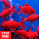 黃金龍鳳錦鯉冷水鸚鵡小草金蘭花草觀賞魚 冷水鸚鵡4-6厘米2條裝