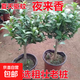 夜來香盆栽樹苗老樁庭院陽臺室內清香木驅蚊草綠植物花卉樹苗 夜來香5年苗【掌柜推薦】