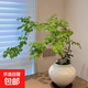【網(wǎng)紅款】流泉楓清流泉黃金流泉流泉楓盆栽羽毛楓紅楓樹(shù)四季紅 清流泉][81-89厘米高（（帶塑料種植盆發(fā)貨）