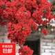 三角梅盆栽花苗四季開(kāi)花 重瓣爬藤庭院攀援植物陽(yáng)臺花卉樹(shù)苗盆景 三角梅中國紅大苗（不含盆）