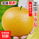 山東豐水梨子新鮮水果黃皮花脆甜酥翠冠酥雪梨當(dāng)季采摘源頭直發(fā) 豐水梨4.5斤  單果300g+