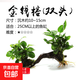 懶人草缸魚(yú)缸水草造景黃金錢(qián)迷你榕沉木小水榕真水草陰性?xún)艋|(zhì) 金錢(qián)榕（雙頭）