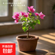 云南深紫色棒棒糖三角梅花盆栽三角梅紫色球形開花陽(yáng)臺(tái)品種庭院 玻璃紅【2年苗當(dāng)年開花適合盆栽】