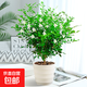 九里香盆栽茉莉花綠植室內(nèi)驅(qū)蚊四季開花帶花苞七里香水培盆景植物 高約40cm精品獨(dú)干九里香6年苗（螺紋盆） 九里香