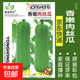 蔬菜種子四季播盆栽陽(yáng)臺庭院香菜生菜菠菜蘿卜蔥簡(jiǎn)單易種籽孑大全 香嫩肉絲瓜約20粒