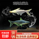 澤馭名寵淡水鯊魚觀賞魚活體虎鯊藍鯊白化鯊魚龍魚冷水魚 藍虎鯊魚7-12cm2條+1條備損