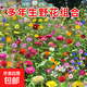 四季開花野花組合花種子庭院小區(qū)花籽景觀綠化園藝花卉鮮花易種 百花組合種子3包*5400粒左右