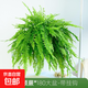 波士頓蕨盆栽小植物鐵線(xiàn)蕨富貴蕨波斯頓蕨鳥(niǎo)巢蕨綠植物盆栽 大盆180波士頓蕨 帶盆栽好