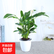 白掌紅掌水培土培植物盆栽一帆風(fēng)順花卉植物開(kāi)花植物長(cháng)花期盆栽 白掌+白吸水盆