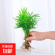 袖珍椰子水培植物富貴椰子盆栽綠植室內(nèi)水養(yǎng)花卉散尾葵觀葉小盆景 小袖珍椰子8株（20-25cm）