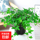 常春藤盆栽室內客廳陽(yáng)臺易養垂吊綠植物花卉爬藤綠植吊蘭四季常青 常青藤【原盆土】