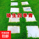 草坪種子綠化草籽矮生四季青草種子護坡固土狗牙根高羊茅草子種子 矮生四季青包衣【一斤】