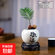 自然空間 ZRKONJN鐵樹(shù)盆栽寶寶植物室內辦公室桌面陽(yáng)臺藝術(shù)小盆景 歡喜圓肚盆小鐵樹(shù)桌面小品+09鏤空座