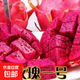 火龍果樹(shù)苗紅心火龍果苗四季庭院陽(yáng)臺盆栽地栽南北方種植果樹(shù)苗 玫瑰一號火龍果【6年苗結果多】