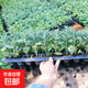 菊花苗小苗盆栽四季開(kāi)花千頭菊雛菊秋菊大花室內外綠植花卉多年生 菊花小苗20顆【混色】送四顆