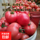 【京東物流】番茄種子盆栽番茄陽(yáng)臺盆栽農家田園大全各種各樣 毛粉802番茄種子2包約400粒