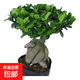 金錢榕樹盆景老樁小葉榕苗木造型盆栽人參榕室內(nèi)綠植提根綠植矮莊 中富貴榕25cm左右高度