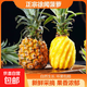 正宗徐聞香水菠蘿新鮮菠蘿水果帶皮整箱香水小菠蘿鳳梨壞果包賠 1枚試吃裝（凈重1-1.5斤）