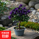 云南深紫色棒棒糖三角梅花盆栽三角梅紫色球形開花陽(yáng)臺(tái)品種庭院 紫微星【2年苗當(dāng)年開花適合盆栽】