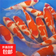 日本純種大型錦鯉黃金紅白三色黑金招財錦鯉精品池進(jìn)口庭院觀(guān)賞魚(yú) 9條紅白錦鯉15-17厘米