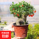 枸杞樹(shù)苗盆栽盆景庭院陽(yáng)臺老樁樹(shù)樁綠植造型植物庭院食用枸杞果實(shí) 原盆20年老樁枸杞 帶盆栽好