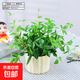 自然空間 ZRKONJN鉆石翡翠盆栽植物吊蘭垂吊室內(nèi)陽臺客廳辦公桌面 千層豎紋(小)翡翠鉆石 帶盆栽好