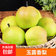 山西玉露香梨 當(dāng)季新鮮脆甜梨子水果整箱 【甄選大果】?jī)糁?.5斤|15-18個(gè)