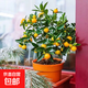 脆皮金桔帶果發(fā)貨盆栽樹(shù)苗四季果樹(shù)可食用橘子苗脆皮金橘室內常綠 脆皮金桔3年苗 81cm(含)-110cm(含)