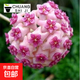 四季球蘭花盆栽綠葉球蘭花大苗室內外懶人辦公室吊蘭花四季開(kāi)花 （貴婦）4-5顆當年開(kāi)花 原盆+掛鉤