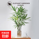 水培棕竹盆栽?xún)艋諝廪k公室桌面美觀(guān)室內桌面植物 70-90cm棕竹（6株）不含瓶【套組】