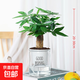 發(fā)財(cái)樹小盆栽花卉綠植物辦公室內(nèi)綠蘿文竹水培發(fā)財(cái)樹好養(yǎng)桌面植物 優(yōu)質(zhì)單桿發(fā)財(cái)樹（早安盆）+復(fù)合肥