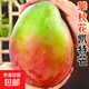 四川攀枝花凱特芒果 當季新鮮現摘芒果青整箱芒水果送禮禮盒 凈重3斤裝【很劃算】 甄選果【單果500g+】