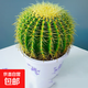 金虎仙人球金琥仙人掌球室內(nèi)好養(yǎng)活超大號金冠多肉植物防輻射盆栽 金琥仙人球【直徑7-9cm】