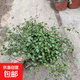 千葉吊蘭盆栽觀葉植物多年生垂吊餐擺件綠植四季常青大盆 千葉吊蘭小盆一盆【不含盆】 含盆
