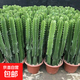 龍骨植物盆栽辦公室外客廳仙人掌吸甲醛四季好養(yǎng)植物綠植巴西龍骨 【40--50cm】高一顆 不含盆