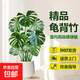 大型植物發(fā)財樹搖錢樹檸檬樹天堂鳥盆栽綠植辦公室內(nèi)喬遷開業(yè)佳品 龜背竹60-70cm 含盆